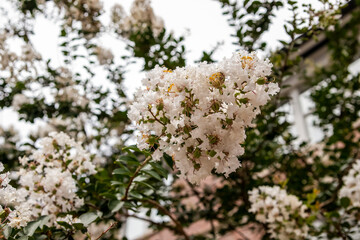 Beautiful flowers, floral arrangement, gardens, and wild berries located around town