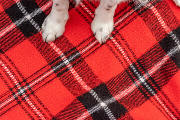 Dog paws on a red plaid blanket