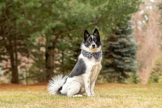 A pomsky dog wearing a fashion scarf