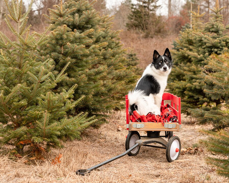 A pomsky dog in a red wagon at a Christmas tree farm