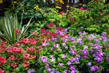 Beautiful flowers, floral arrangement, gardens, and wild berries located around town