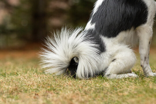 Close Up Of A Curled Dog Tail