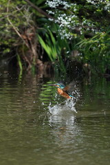 common kingfisher in the forest