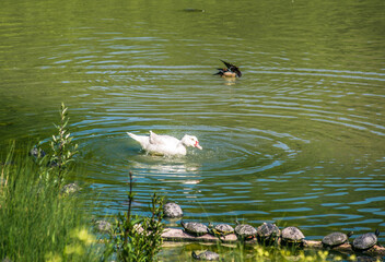 pond in italy with turtles, fish, seagulls and white swans