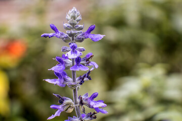 Obraz premium Beautiful flowers, floral arrangement, gardens, and wild berries located around town