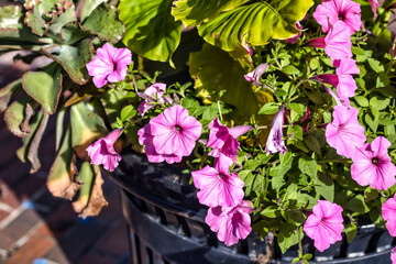 Beautiful flowers, floral arrangement, gardens, and wild berries located around town