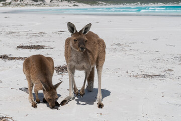 Kängurus am weißen Strand von Lucky Bay, Cape Le Grand National Park, Westaustralien