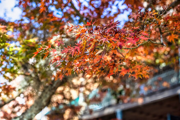 Beautiful flowers, floral arrangement, gardens, and wild berries located around town