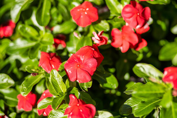 Beautiful flowers, floral arrangement, gardens, and wild berries located around town