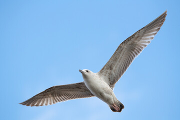 Close up of Caspian gull Larus cachinnans flying