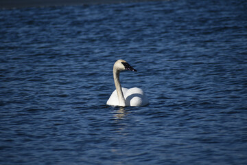 Trumpeter swan on a Minnesota lake