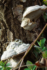 Two white polypore or bracket fungus growing on tree trunk in woodland photographed in the spring