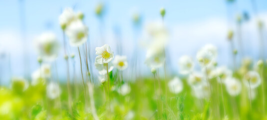 Anemonoides nemorosa, wood anemone, windflower, thimbleweed, and smell fox in meadow against sky. flower in bloom, springtime flowering bunch of wild plants. Soft focus.