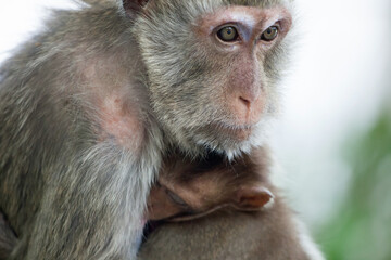 可愛いサル