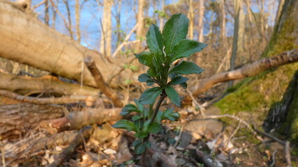 Junger Baum, der im Frühling austreibt