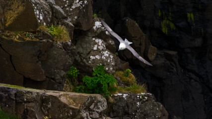 fulmars flying near the eastern coast of Iceland in the summer