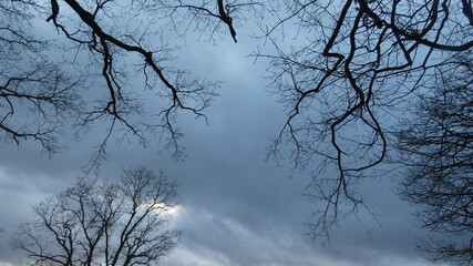 Fein verzweigte Äste im Abendhimmel