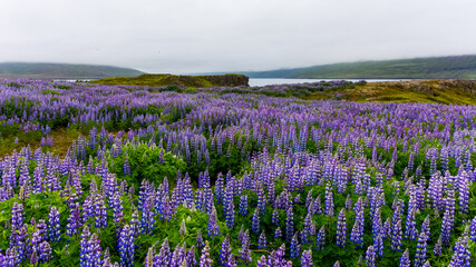 a field of Lupine in Skalanes, near Seydisfjordur, Iceland during a cloudy summer day