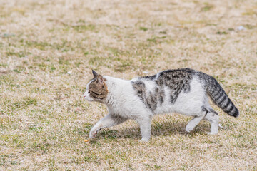 Portrait of a cat walking on the dried grass