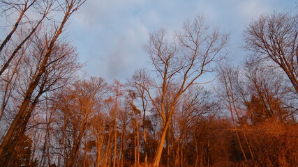 Kahle Bäume im warmen Abendlicht