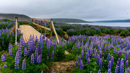 wooden bridge in a field of Lupinus in Skalanes, near Seydisfjordur, Iceland during a cloudy summer day