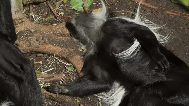 This video shows a long haired monkey (Angolan Colobus Monkey) laying sprawled out on a forest floor, stretching and basking in the sunlight.