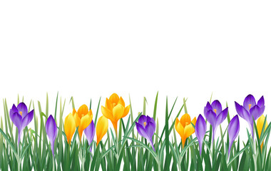 Banner mit Frühlingsblumen, gelbe und lila Krokusse,
Vektor Illustration isoliert auf weißem Hintergrund 
