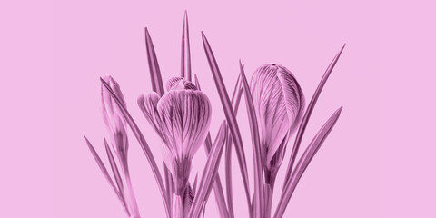 Close-up of a crocus flower on a pink background. Minimalistic art image for greeting cards, greetings, blog or website design.