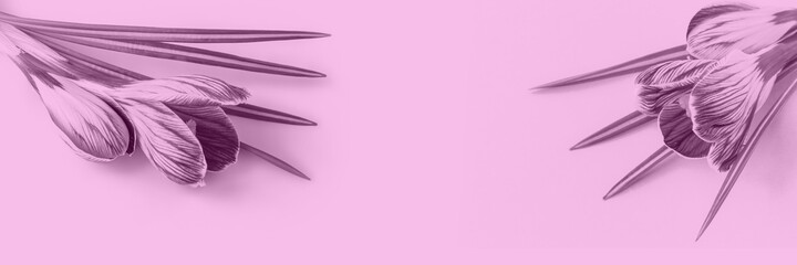 Close-up of crocus flowers on a pink background. Minimalistic art image for greeting cards, greetings, social media design, blog or website. A copy of the space. Banner.