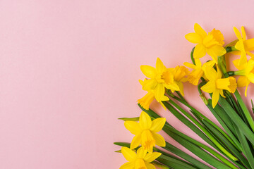 spring yellow narcissus flowers on pastel pink background. happy easter concept. top view with copy space