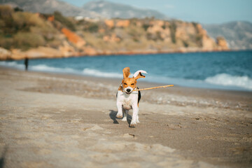 Beagle corriendo con palo en la boca cerca del mar