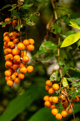 round orange fruit in clusters