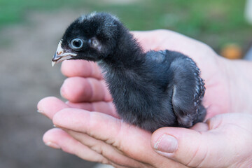 baby bird in hand