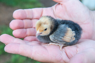 baby chicken in hands