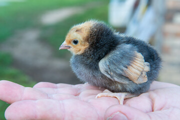 chicken in hands