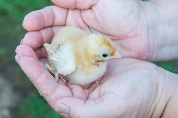 baby chicken in hand