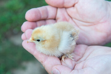 baby chicken in hand