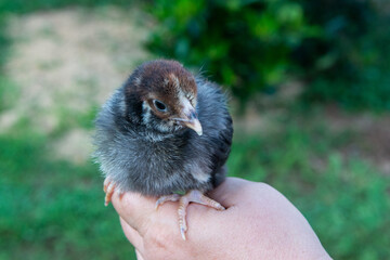 baby bird in hand