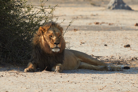 Big Kalahari Lion After His Night Walk