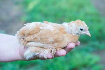 chicken in hand