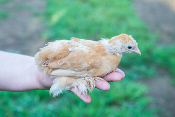 chicken in hands