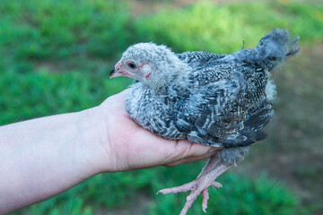 chicken in hands