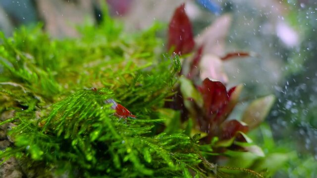 4K cinematic view of fresh water aquascape aquarium with aquatic plants, live stock and hardscape 