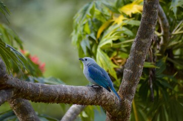 Blue Bird