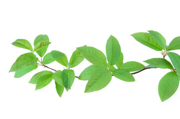 Fototapeta na wymiar Bird cherry (Prunus padus) branch and green leaves in springtime, isolated on white background.