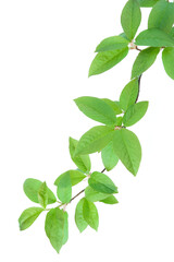 Naklejka na ściany i meble Bird cherry (Prunus padus) branch and green leaves in springtime, isolated on white background.