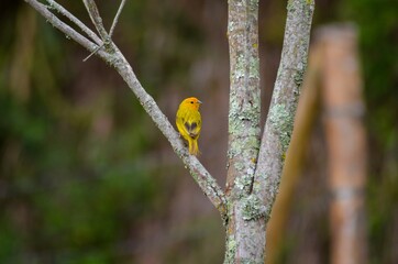 female cardinal on a branch
