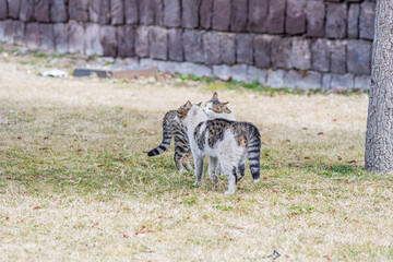Naklejka na ściany i meble Two cats mating in the park