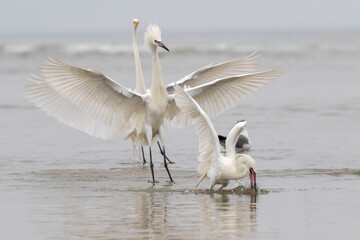 Reddish egret (Egretta rufescens) and the great egret chasing another reddish egret attempting to rob a caught fish (both are white morph), Galveston, Texas, USA.