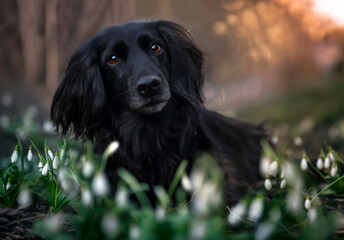 Pies leży w przbiśniegach. © nitka_zaplatana